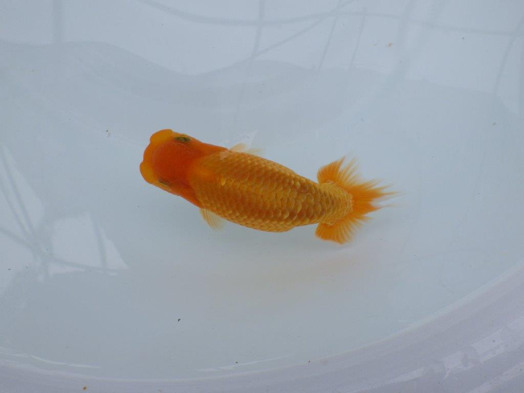 【逸品当歳らんちゅう】尾型、構え雰囲気の良いらんちゅう　約12,5ｃｍ前後　オス？