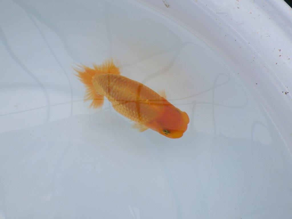 【逸品当歳らんちゅう】尾型、構え雰囲気の良いらんちゅう　約12,5ｃｍ前後　オス？