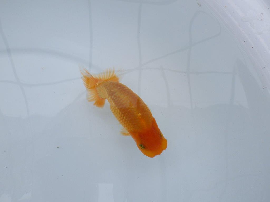 【逸品当歳らんちゅう】尾型、構え雰囲気の良いらんちゅう　約12,5ｃｍ前後　オス？