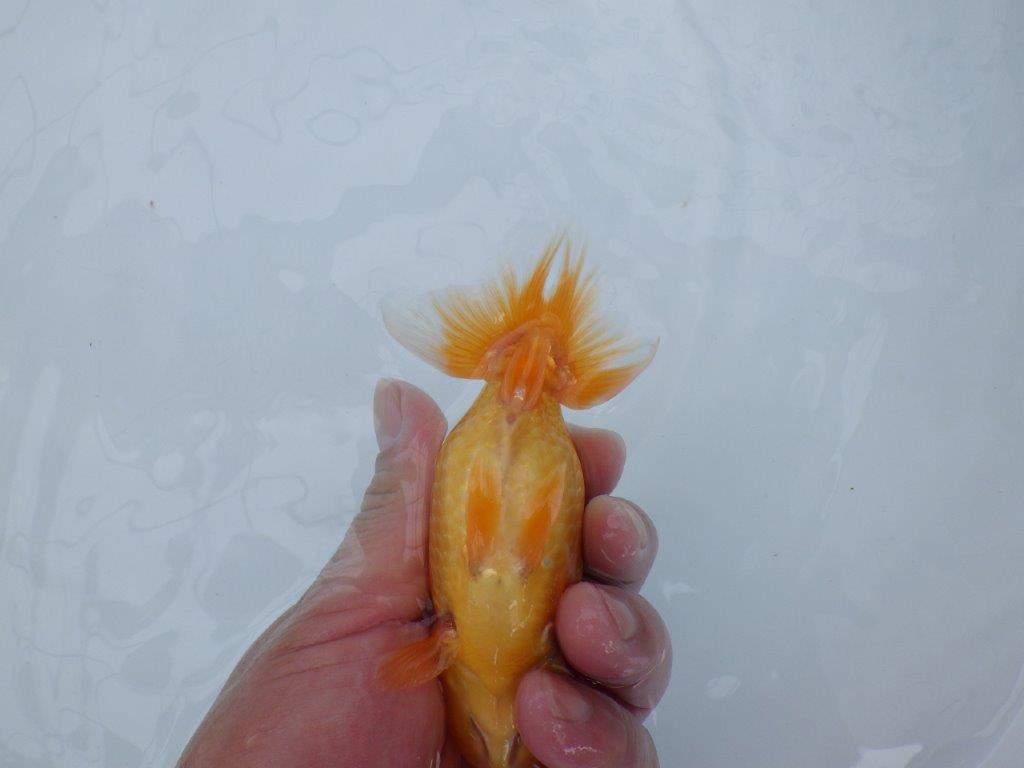 【逸品当歳らんちゅう】尾型、構え雰囲気の良いらんちゅう　約12,5ｃｍ前後　オス？