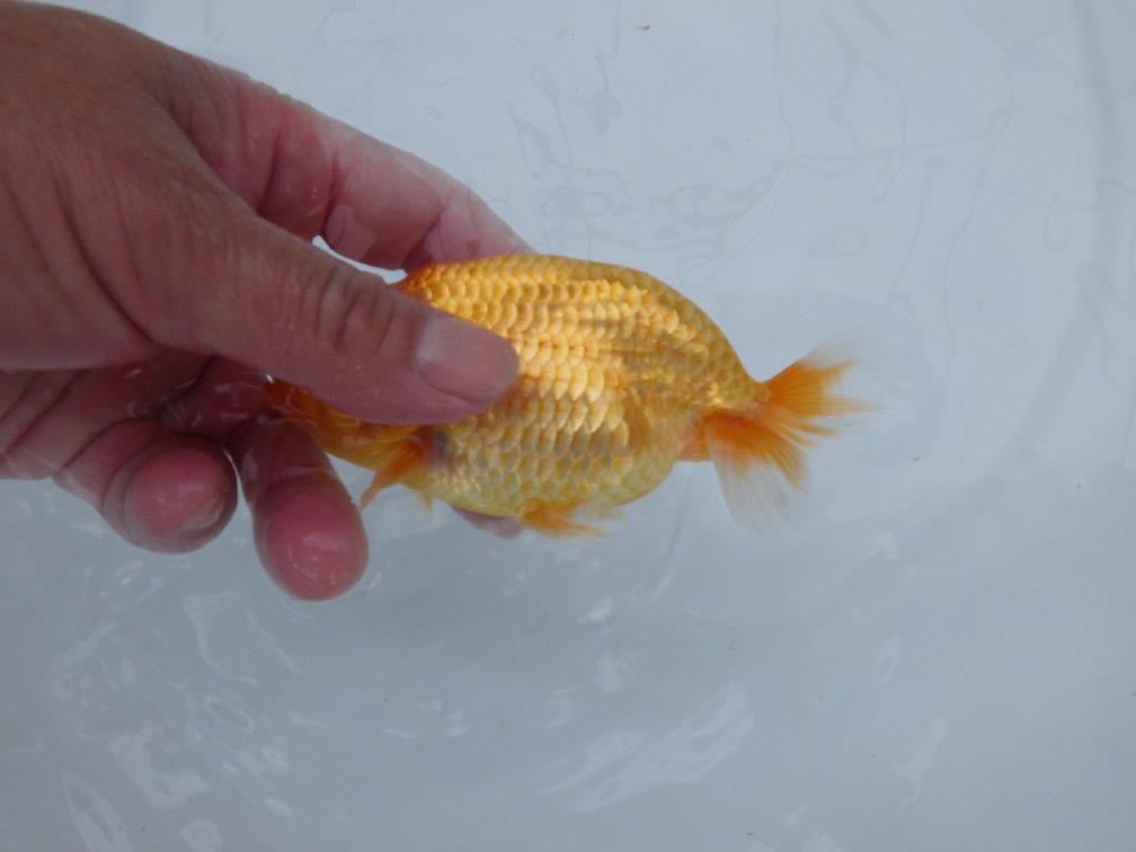 【逸品当歳らんちゅう】尾型、構え雰囲気の良いらんちゅう　約12,5ｃｍ前後　オス？