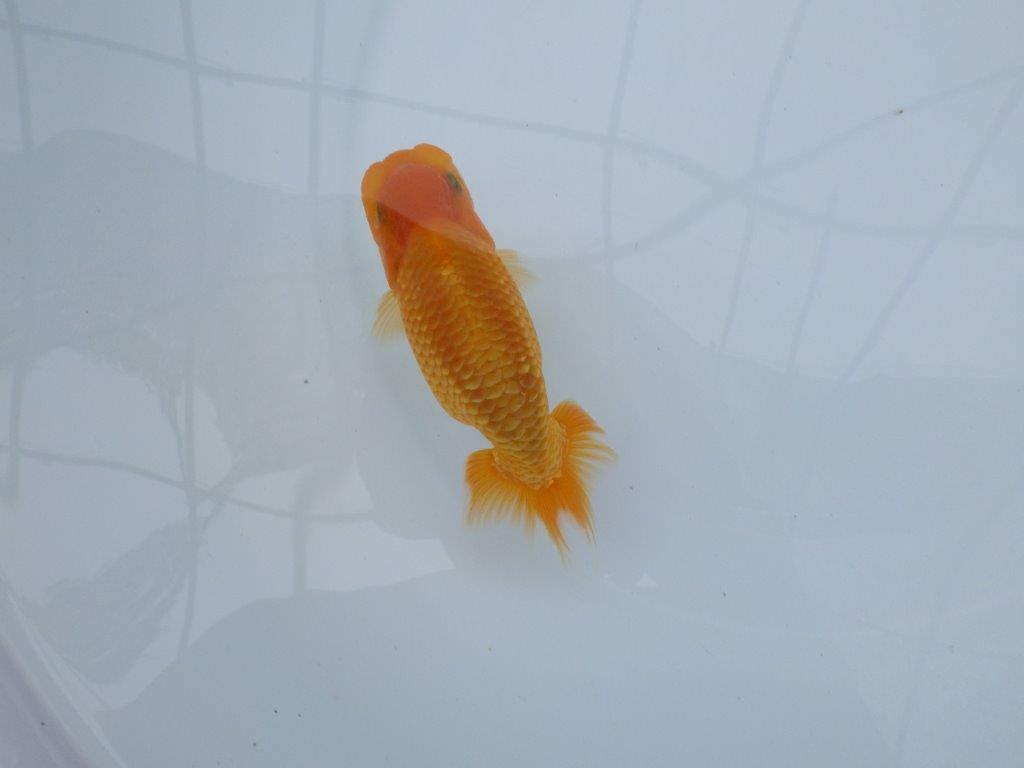 【逸品当歳らんちゅう】尾型、構え雰囲気の良いらんちゅう　約12,5ｃｍ前後　オス？