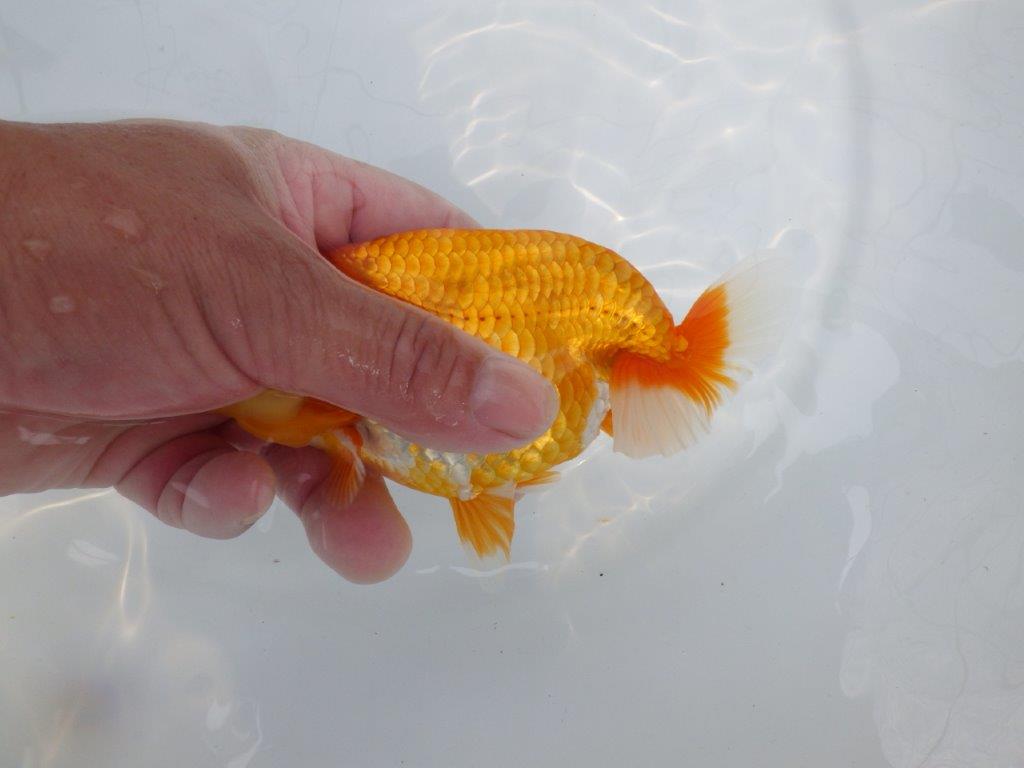 【逸品当歳らんちゅう】尾型、構え雰囲気の良い更紗らんちゅう　約14,5ｃｍ前後　オス？