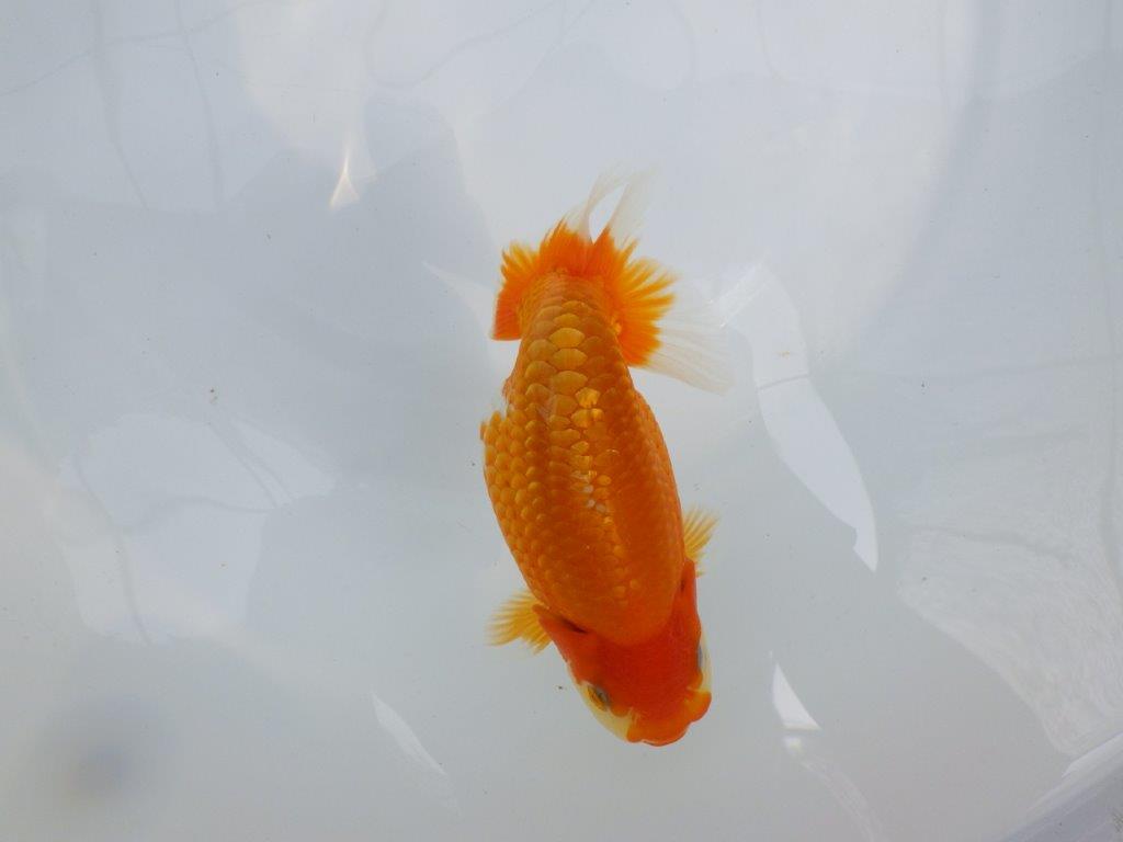 【逸品当歳らんちゅう】尾型、構え雰囲気の良い更紗らんちゅう　約14,5ｃｍ前後　オス？