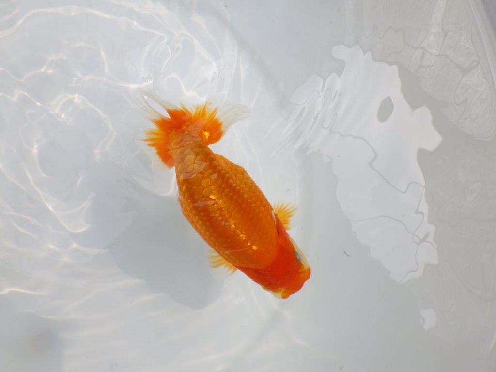 【逸品当歳らんちゅう】尾型、構え雰囲気の良い更紗らんちゅう　約14,5ｃｍ前後　オス？