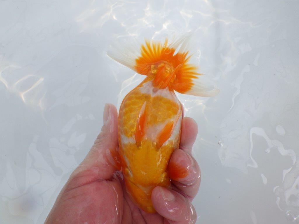 【逸品当歳らんちゅう】尾型、構え雰囲気の良い更紗らんちゅう　約14,5ｃｍ前後　オス？