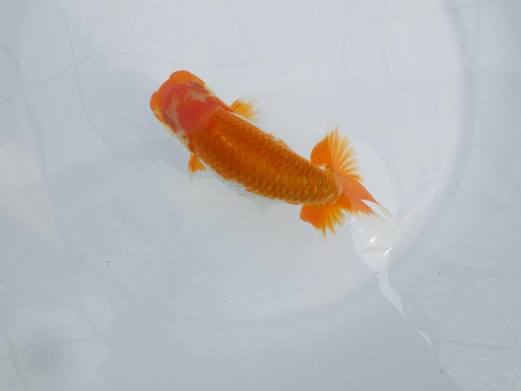 【逸品当歳らんちゅう】映える上見最高の更紗らんちゅう　約14,5ｃｍ前後　オス？