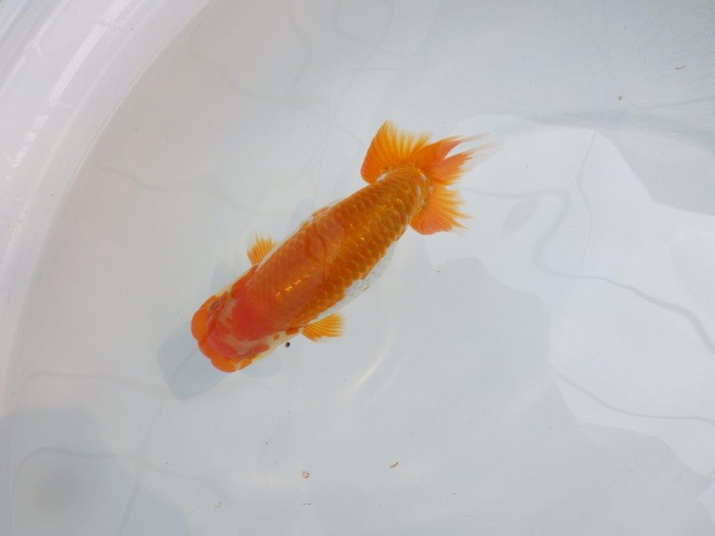 【逸品当歳らんちゅう】映える上見最高の更紗らんちゅう　約14,5ｃｍ前後　オス？