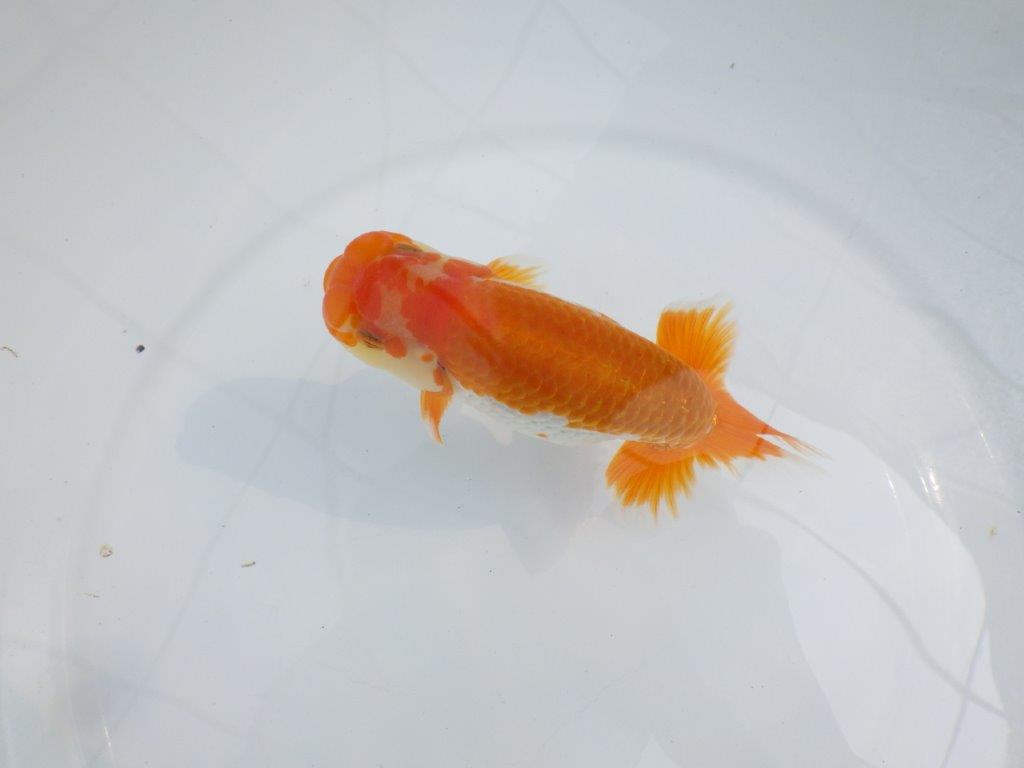 【逸品当歳らんちゅう】映える上見最高の更紗らんちゅう　約14,5ｃｍ前後　オス？