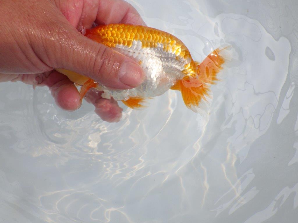 【逸品当歳らんちゅう】映える上見最高の更紗らんちゅう　約14,5ｃｍ前後　オス？