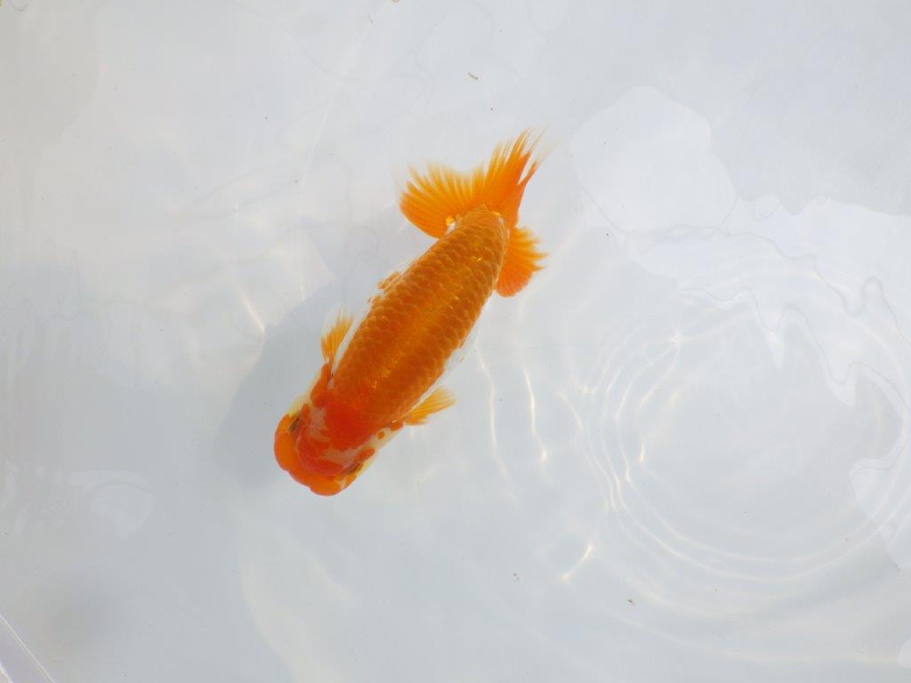 【逸品当歳らんちゅう】映える上見最高の更紗らんちゅう　約14,5ｃｍ前後　オス？の上身