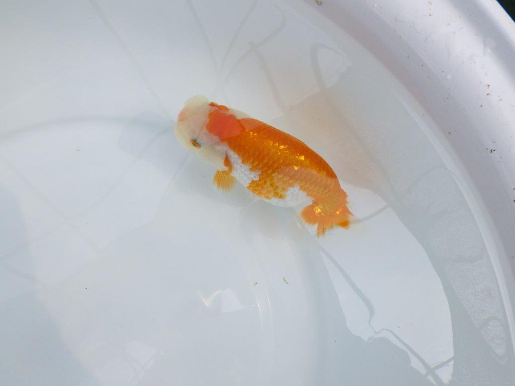 【逸品当歳らんちゅう】飼い込みお勧め目指せ品評会！らんちゅう　約14ｃｍ前後　メス？