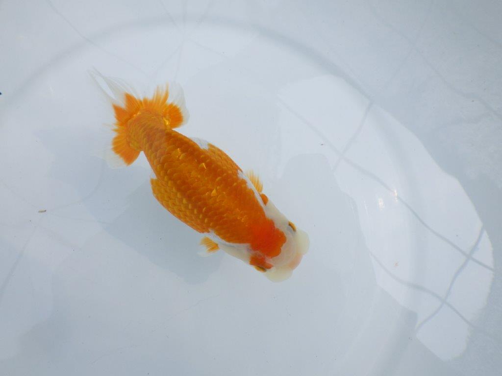 【逸品当歳らんちゅう】飼い込みお勧め目指せ品評会！らんちゅう　約14ｃｍ前後　メス？の上身