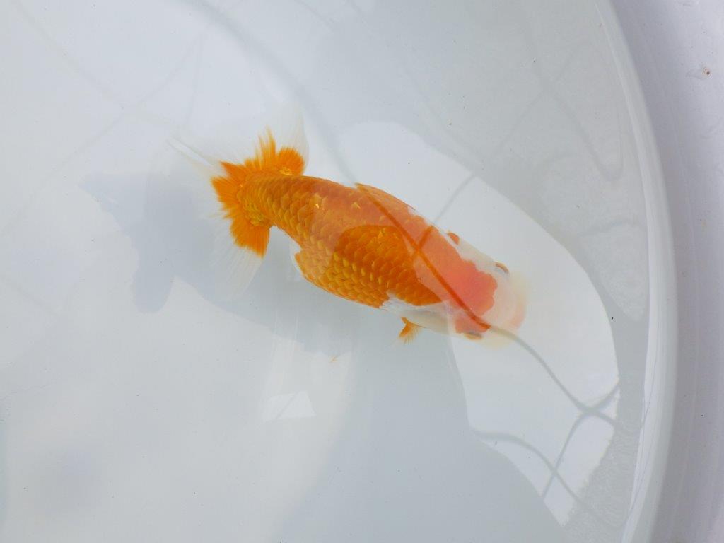 【逸品当歳らんちゅう】飼い込みお勧め目指せ品評会！らんちゅう　約14ｃｍ前後　メス？