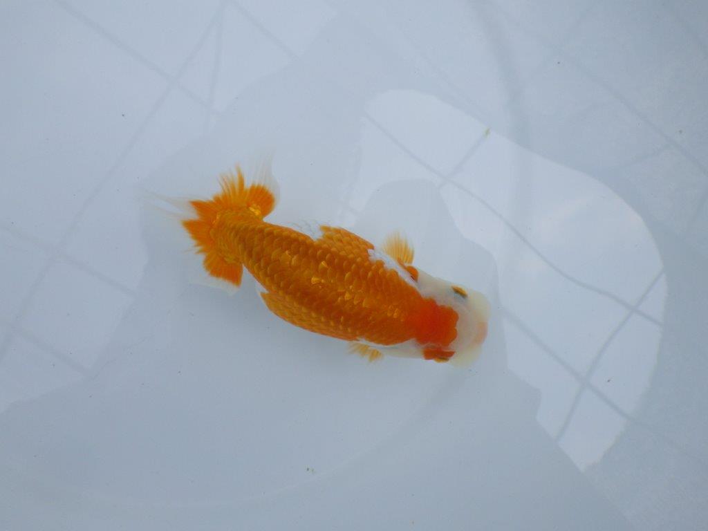 【逸品当歳らんちゅう】飼い込みお勧め目指せ品評会！らんちゅう　約14ｃｍ前後　メス？