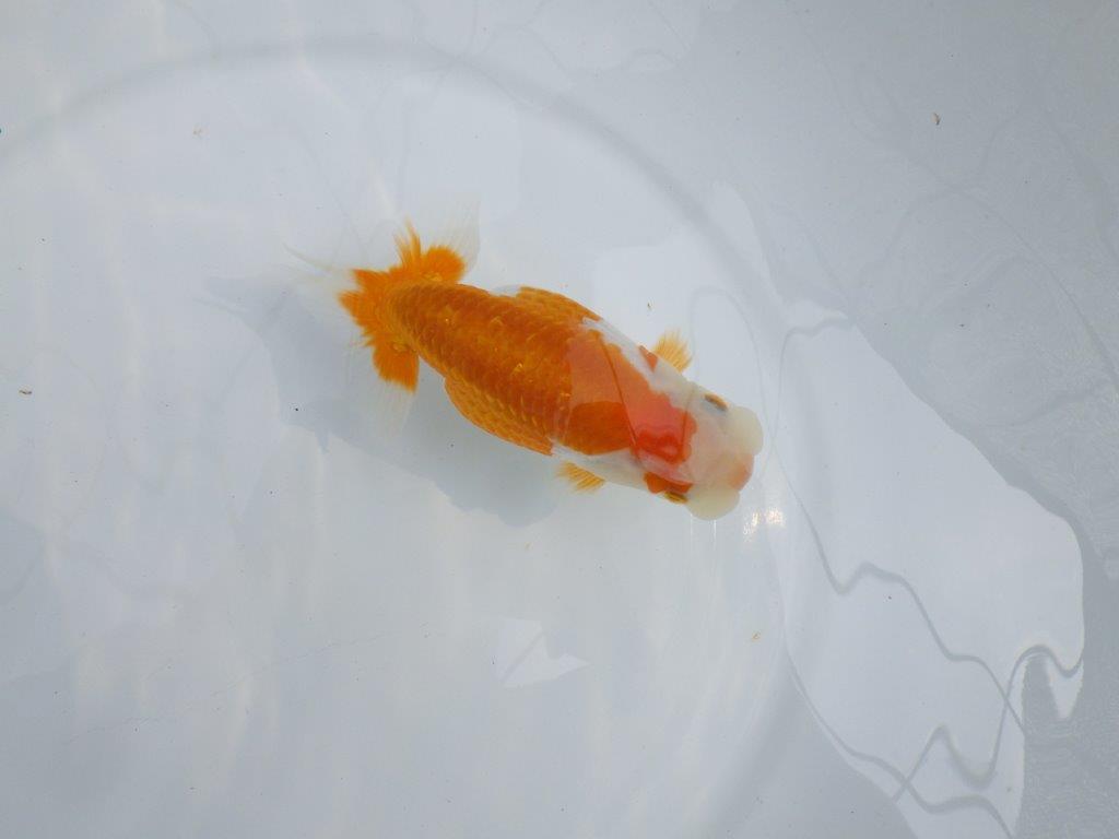 【逸品当歳らんちゅう】飼い込みお勧め目指せ品評会！らんちゅう　約14ｃｍ前後　メス？