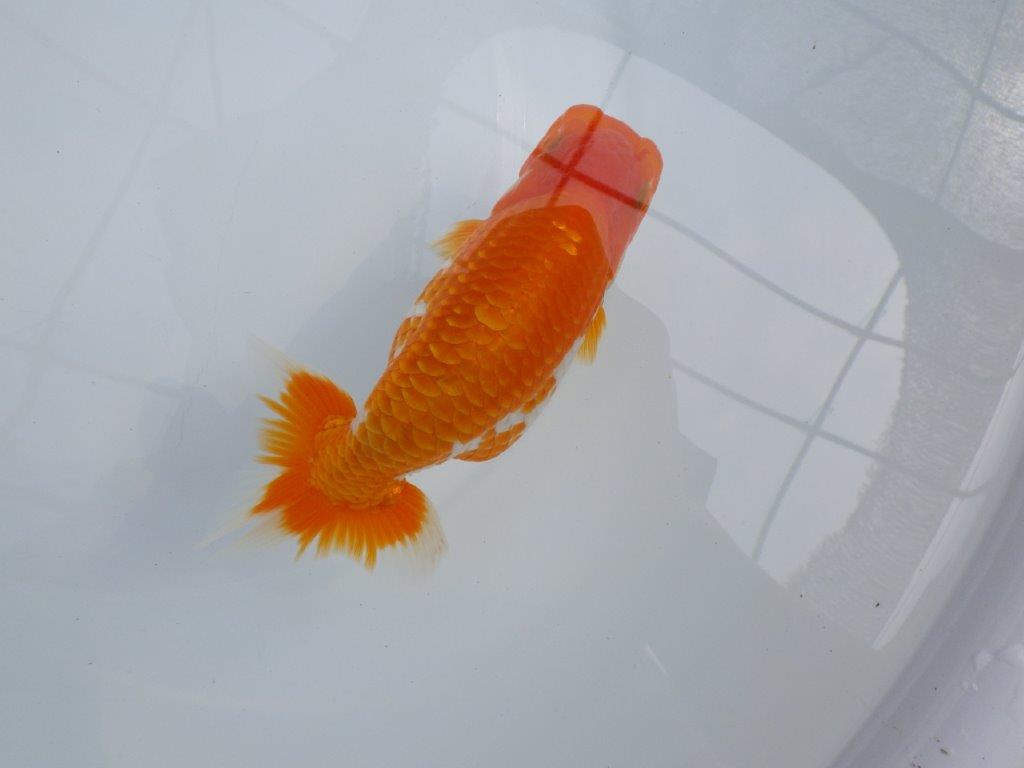 【逸品当歳らんちゅう】インパクトのある派手な更紗らんちゅう　約15ｃｍ前後　メス？