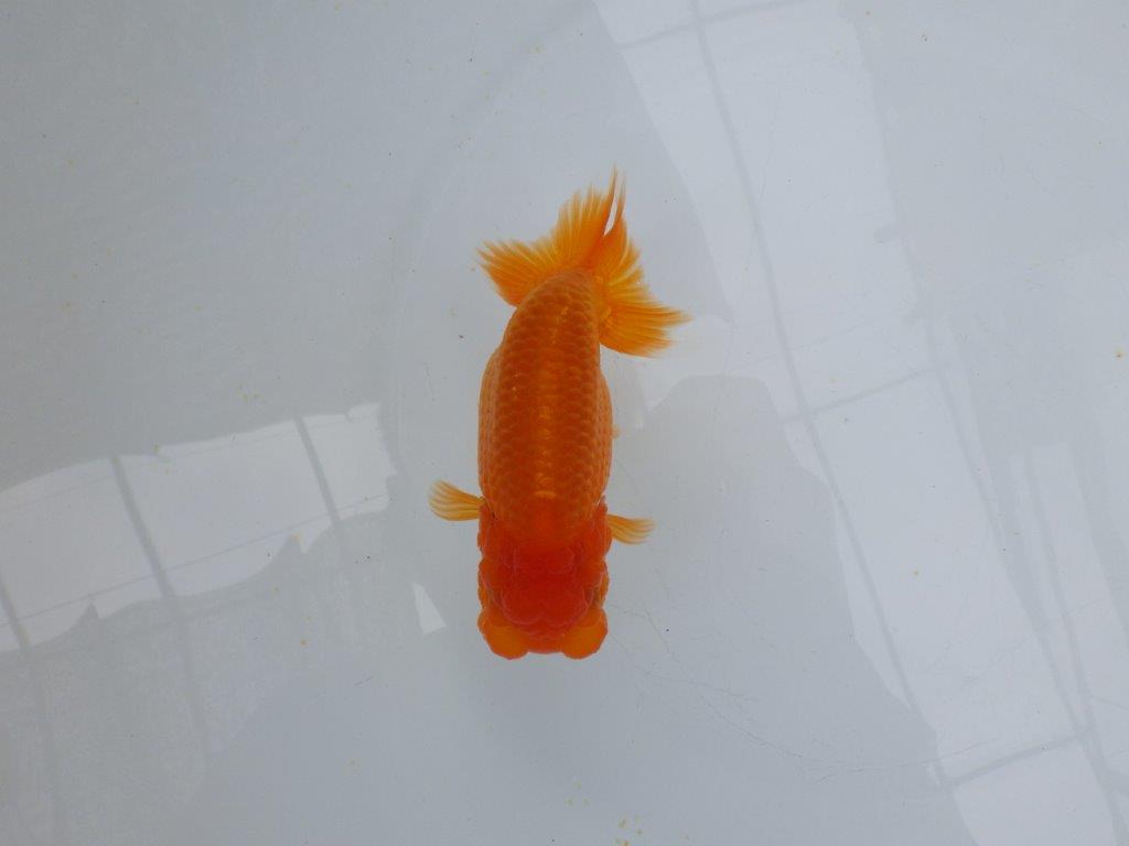 【愛知 小早川義幸氏　当歳らんちゅう 】フンタン＆色艶の良いらんちゅう　約12,5cm メス？