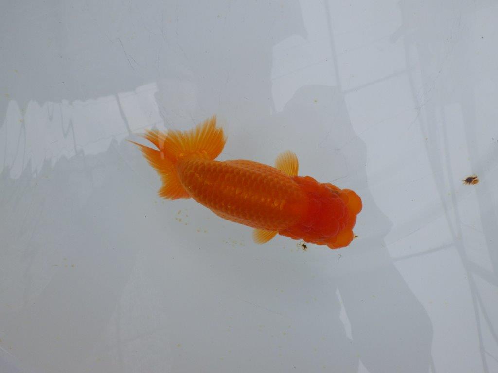 【愛知 小早川義幸氏　当歳らんちゅう 】フンタン＆色艶の良いらんちゅう　約12,5cm メス？