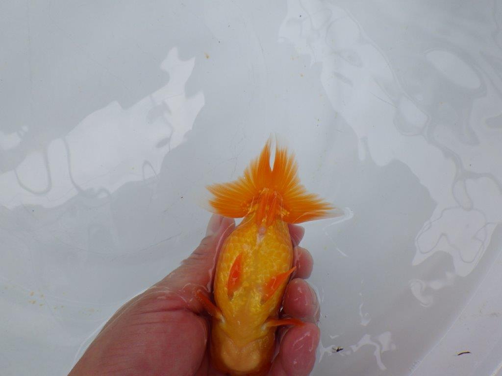 【愛知 小早川義幸氏　当歳らんちゅう 】フンタン＆色艶の良いらんちゅう　約12,5cm メス？