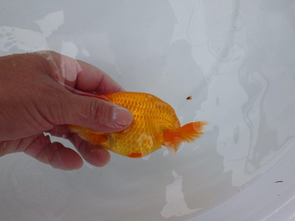 【愛知 小早川義幸氏　当歳らんちゅう 】フンタン＆色艶の良いらんちゅう　約12,5cm メス？