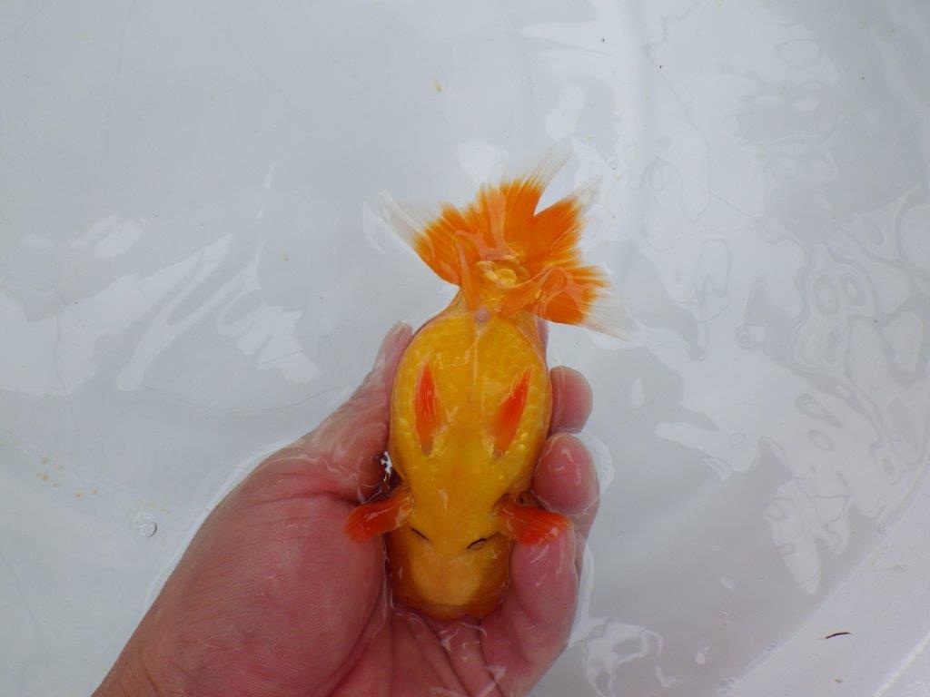 【愛知 小早川義幸氏　当歳らんちゅう 】色艶が良く映えるらんちゅう　約13cm メス？