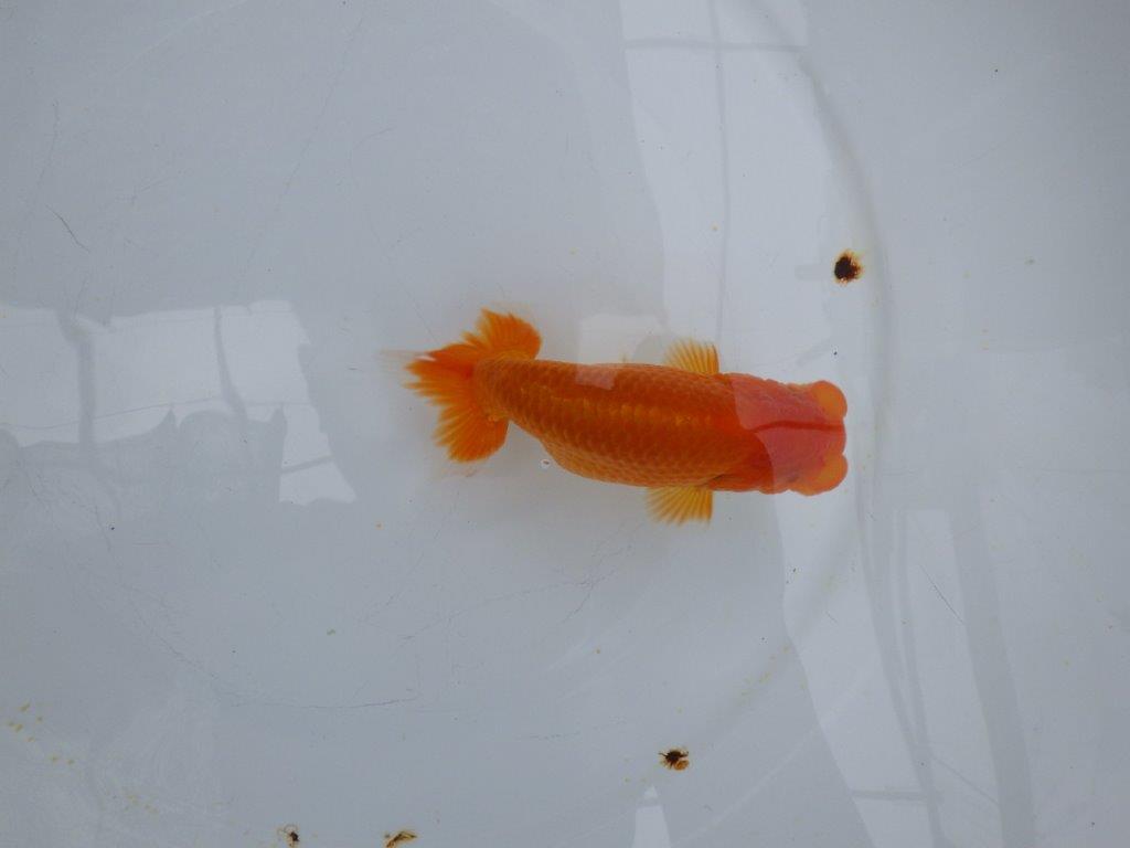 【愛知 小早川義幸氏　当歳らんちゅう 】種にもお勧めのらんちゅう　約13cm オス？