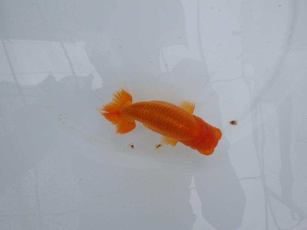 【愛知 小早川義幸氏　当歳らんちゅう 】種にもお勧めのらんちゅう　約13cm オス？