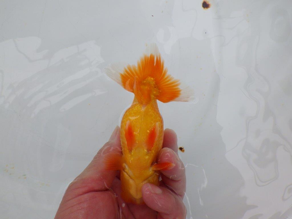【愛知 小早川義幸氏　当歳らんちゅう 】種にもお勧めのらんちゅう　約13cm オス？