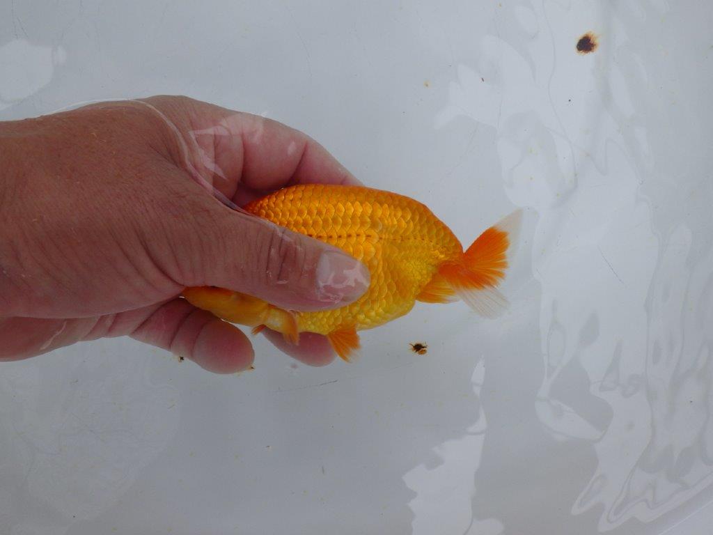 【愛知 小早川義幸氏　当歳らんちゅう 】種にもお勧めのらんちゅう　約13cm オス？