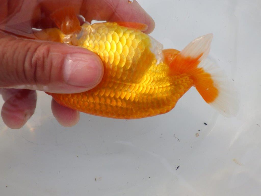 【全国大会東大関獲得ブリーダー様の系統魚 】上見がお勧め当歳らんちゅう約13㎝メス?