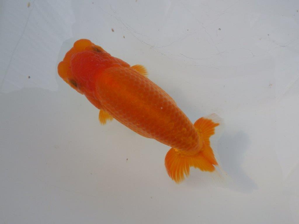 【全国大会東大関獲得ブリーダー様の系統魚 】上見がお勧め当歳らんちゅう約13㎝メス?