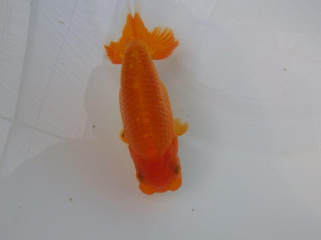 【全国大会東大関獲得ブリーダー様の系統魚 】上見がお勧め当歳らんちゅう約13㎝メス?