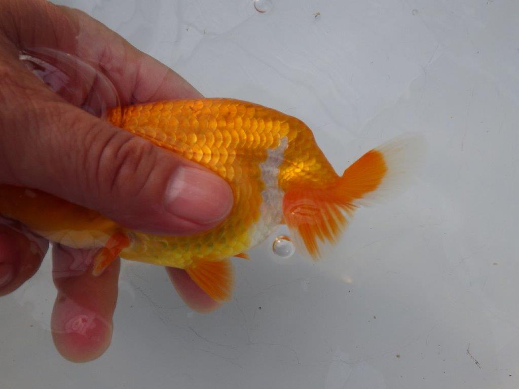 【全国大会東大関獲得ブリーダー様の系統魚 】上見がお勧め当歳らんちゅう約13㎝メス?