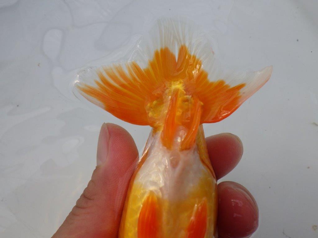 【全国大会東大関獲得ブリーダー様の系統魚 】上見がお勧め当歳らんちゅう約13㎝メス?