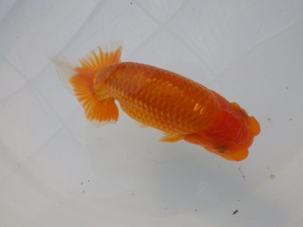 【全国大会東大関獲得ブリーダー様の系統魚 】雰囲気が良い！当歳らんちゅう約12㎝メス？
