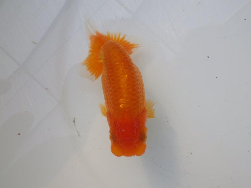 【全国大会東大関獲得ブリーダー様の系統魚 】雰囲気が良い！当歳らんちゅう約12㎝メス？