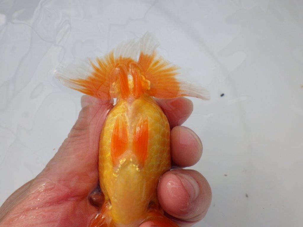 【全国大会東大関獲得ブリーダー様の系統魚 】雰囲気が良い！当歳らんちゅう約12㎝メス？