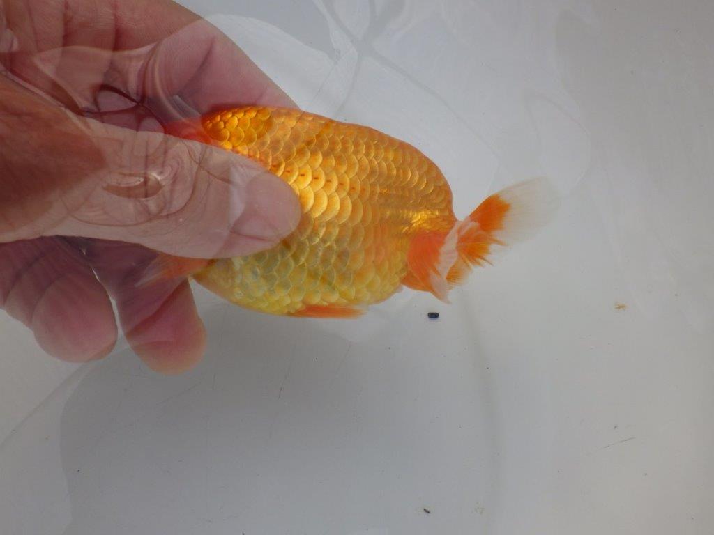 【全国大会東大関獲得ブリーダー様の系統魚 】雰囲気が良い！当歳らんちゅう約12㎝メス？