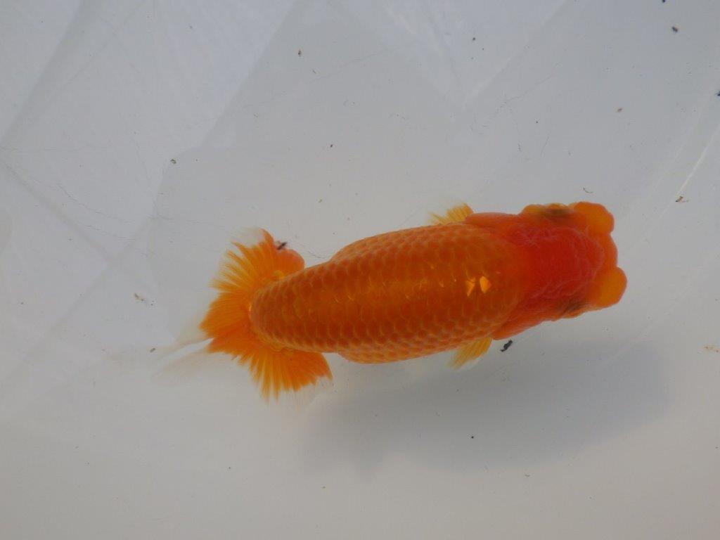 【全国大会東大関獲得ブリーダー様の系統魚 】雰囲気が良い！当歳らんちゅう約12㎝メス？