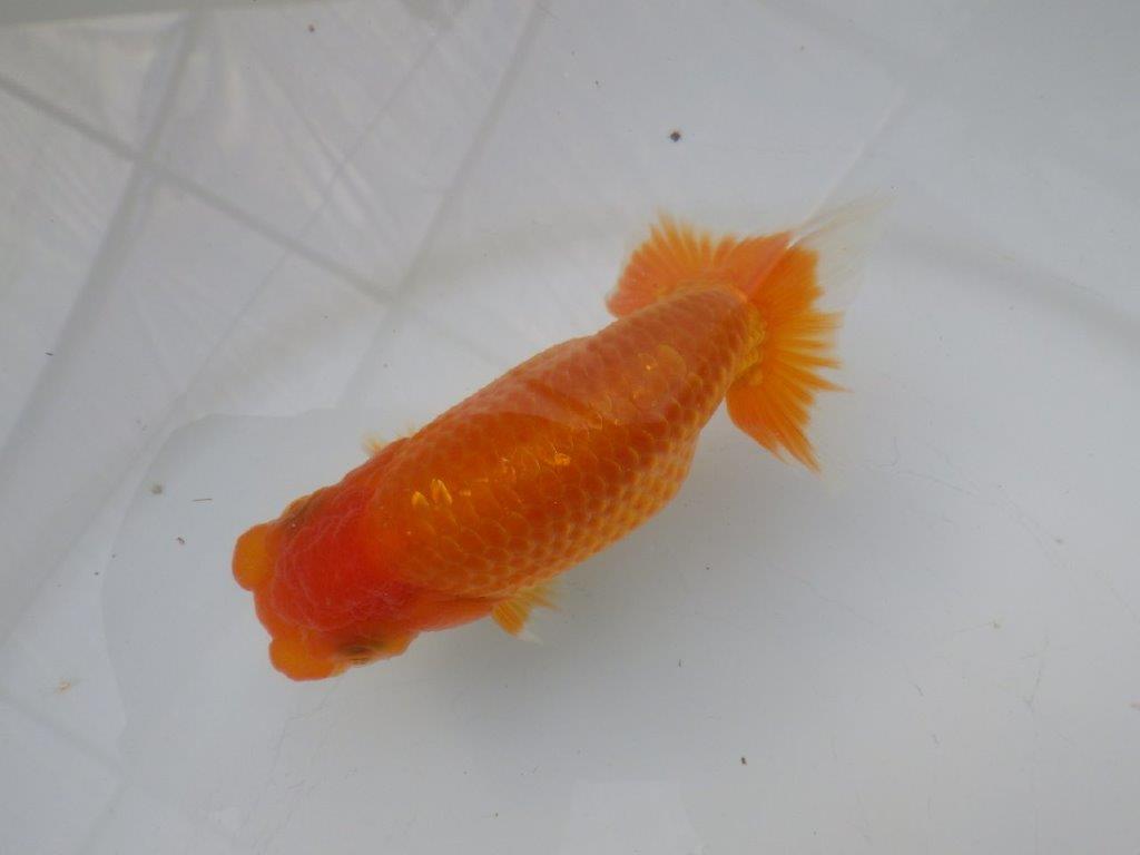 【全国大会東大関獲得ブリーダー様の系統魚 】雰囲気が良い！当歳らんちゅう約12㎝メス？