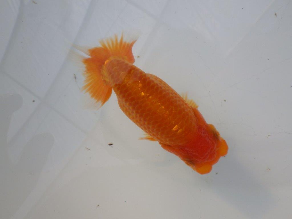 【全国大会東大関獲得ブリーダー様の系統魚 】雰囲気が良い！当歳らんちゅう約12㎝メス？