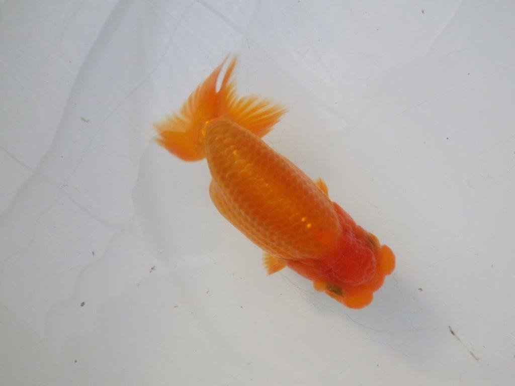 【全国大会東大関獲得ブリーダー様の系統魚 】幅があり上からのご鑑賞がお勧め当歳らんちゅう約11,5㎝オス?