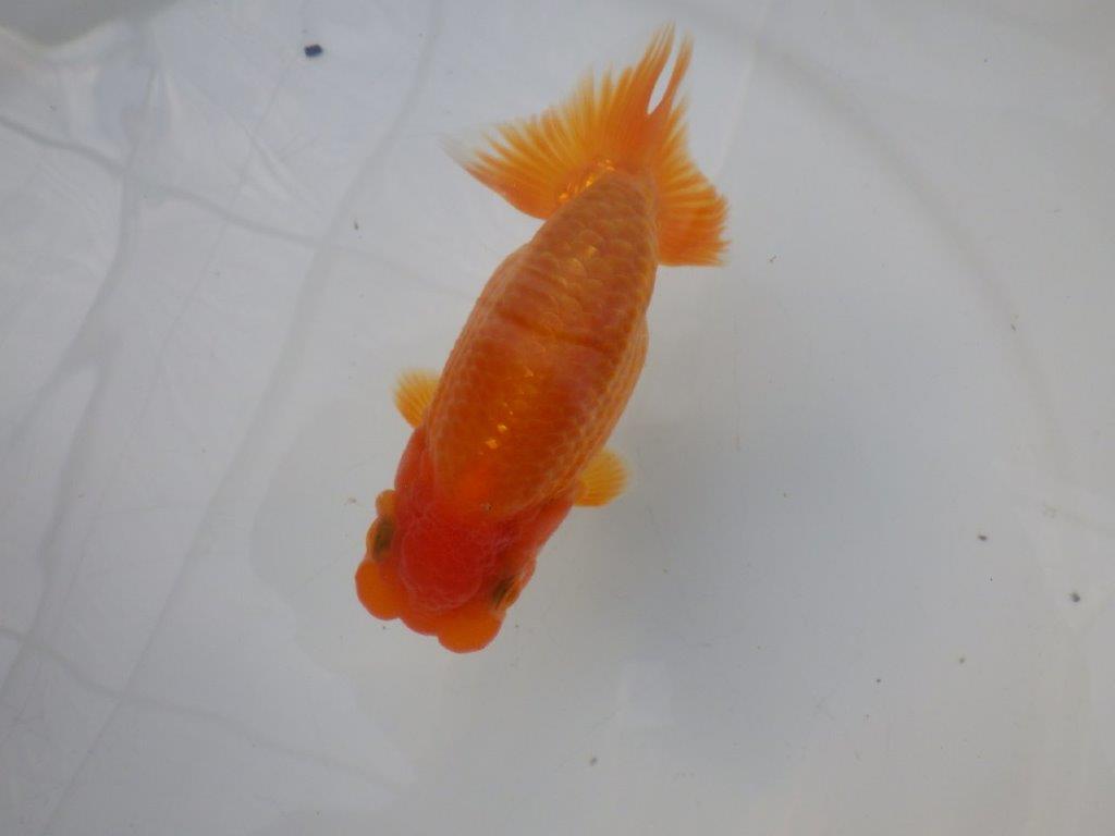 【全国大会東大関獲得ブリーダー様の系統魚 】幅があり上からのご鑑賞がお勧め当歳らんちゅう約11,5㎝オス?