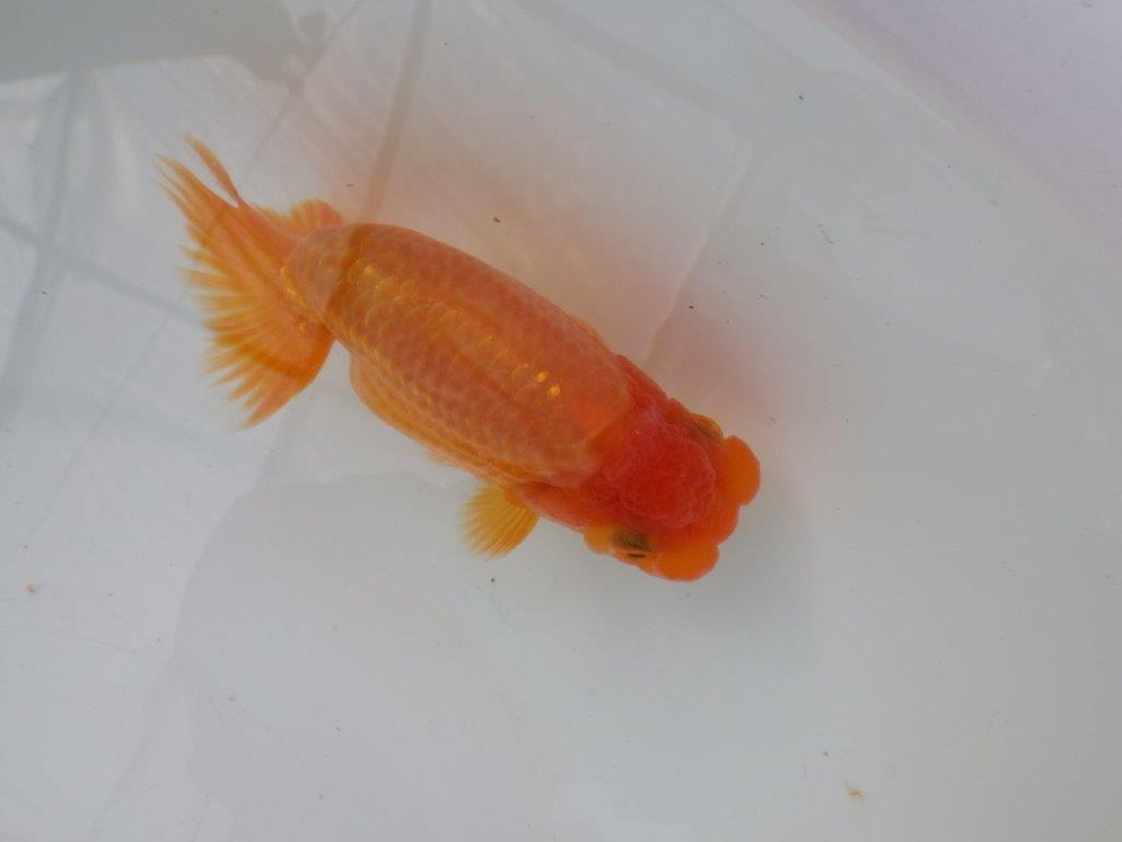 【全国大会東大関獲得ブリーダー様の系統魚 】幅があり上からのご鑑賞がお勧め当歳らんちゅう約11,5㎝オス?