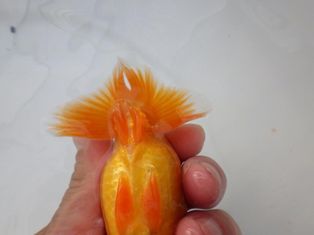 【全国大会東大関獲得ブリーダー様の系統魚 】幅があり上からのご鑑賞がお勧め当歳らんちゅう約11,5㎝オス?