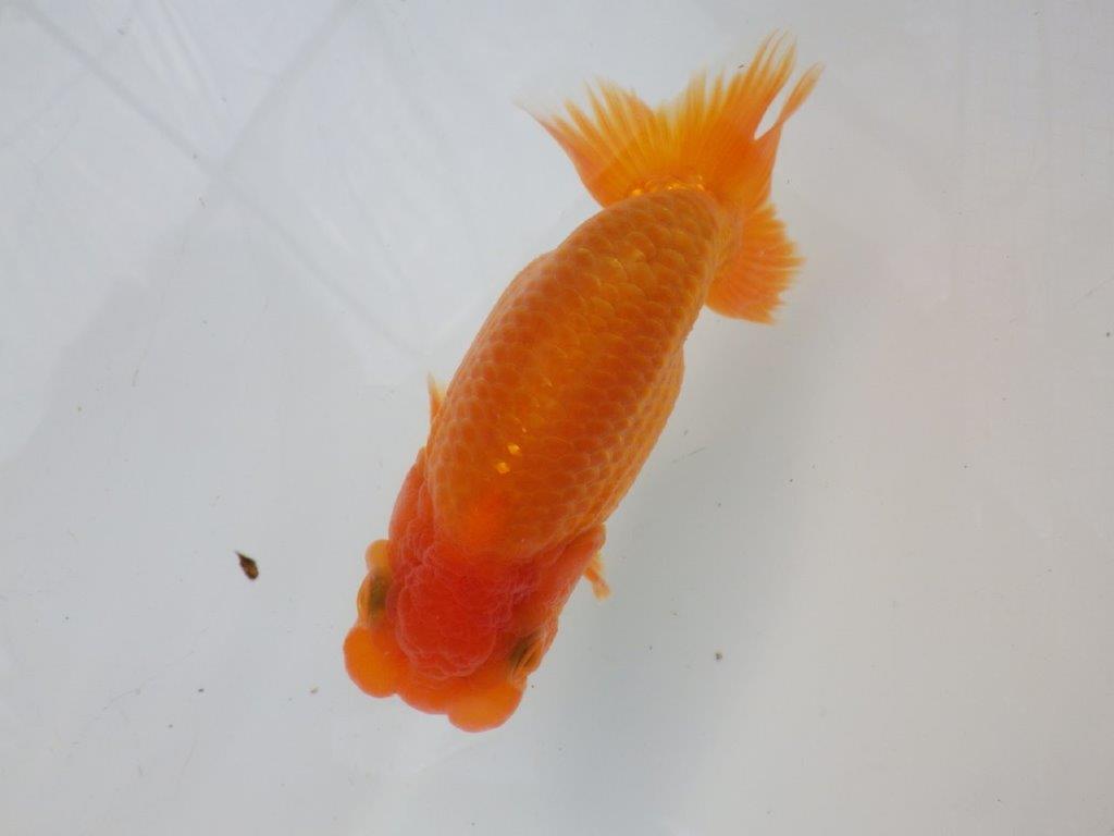 【全国大会東大関獲得ブリーダー様の系統魚 】幅があり上からのご鑑賞がお勧め当歳らんちゅう約11,5㎝オス？の上身