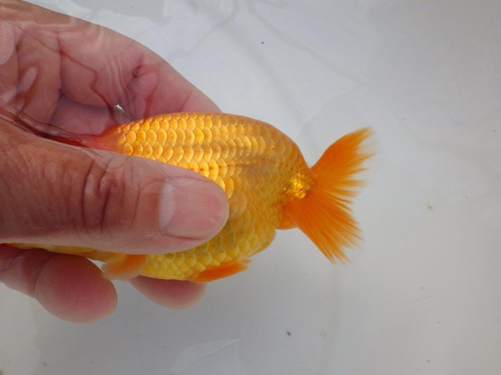 【全国大会東大関獲得ブリーダー様の系統魚 】幅があり上からのご鑑賞がお勧め当歳らんちゅう約11,5㎝オス?