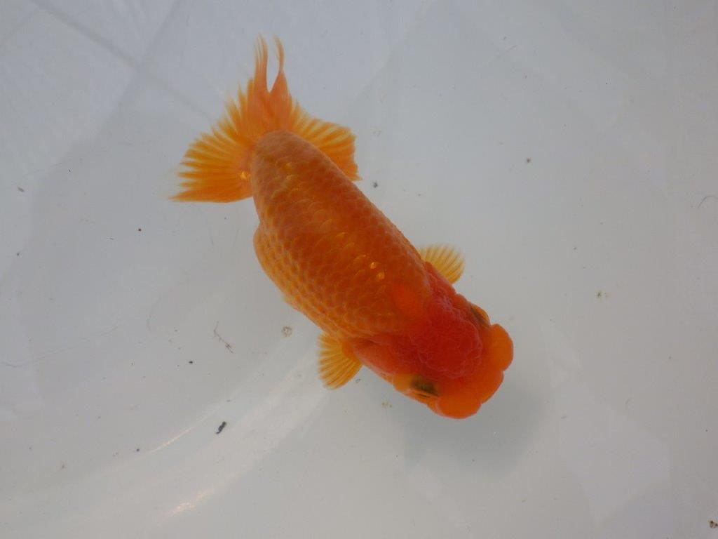 【全国大会東大関獲得ブリーダー様の系統魚 】幅があり上からのご鑑賞がお勧め当歳らんちゅう約11,5㎝オス?
