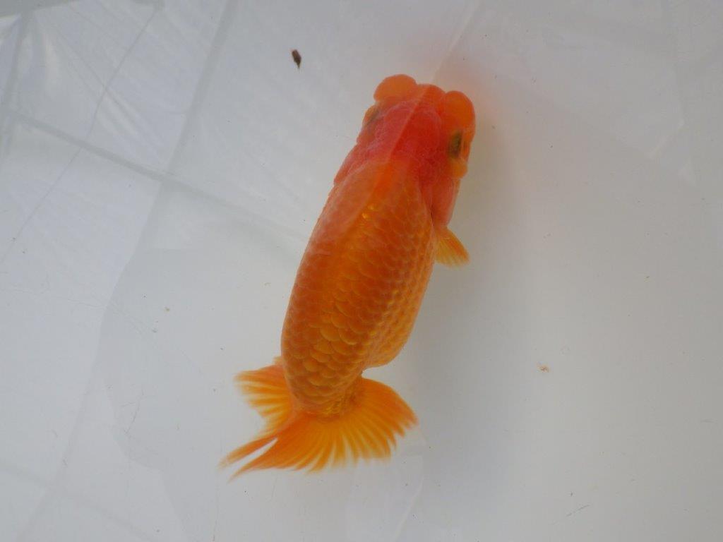 【全国大会東大関獲得ブリーダー様の系統魚 】幅があり上からのご鑑賞がお勧め当歳らんちゅう約11,5㎝オス?